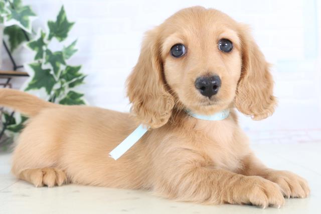 宮崎県のミニチュアダックスフンド(ロング) (Coo&RIKU宮崎店/2025年12月7日生まれ/男の子/レッド)の子犬の2枚目の画像