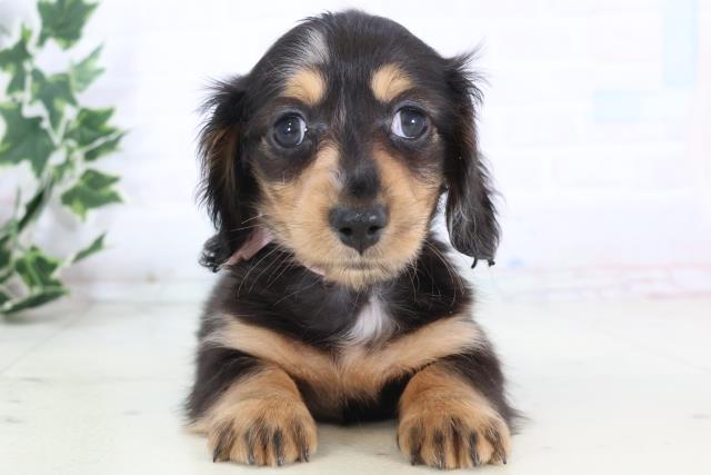 高知県のミニチュアダックスフンド(ロング) (Coo&RIKU高知御座店/2025年12月7日生まれ/女の子/シルバーダップル)の子犬