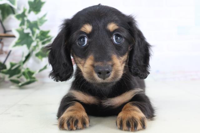 福岡県のミニチュアダックスフンド(ロング) (Coo&RIKU筑後店/2025年12月7日生まれ/女の子/ブラックタン)の子犬の1枚目の画像