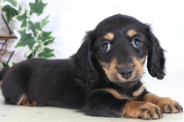 福岡県のミニチュアダックスフンド(ロング) (Coo&RIKU筑後店/2025年12月7日生まれ/女の子/ブラックタン)の子犬の2枚目の画像