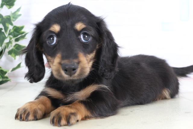 福岡県のミニチュアダックスフンド(ロング) (Coo&RIKU筑後店/2025年12月7日生まれ/女の子/ブラックタン)の子犬の3枚目の画像