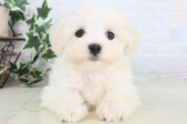 広島県のマルチーズ (Coo&RIKU福山店/2025年11月27日生まれ/男の子/ホワイト)の子犬の1枚目の画像