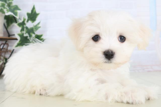 広島県のマルチーズ (Coo&RIKU福山店/2025年11月27日生まれ/男の子/ホワイト)の子犬の2枚目の画像