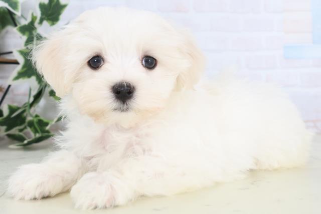 広島県のマルチーズ (Coo&RIKU福山店/2025年11月27日生まれ/男の子/ホワイト)の子犬の3枚目の画像