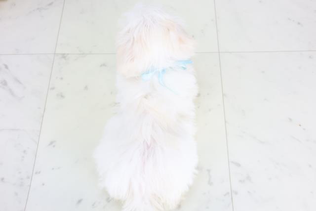 広島県のマルチーズ (Coo&RIKU福山店/2025年11月27日生まれ/男の子/ホワイト)の子犬の4枚目の画像