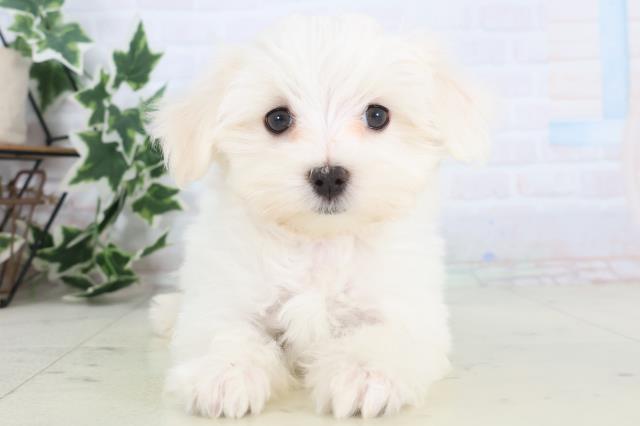 福岡県のマルチーズ (Coo&RIKU筑後店/2025年11月27日生まれ/女の子/ホワイト)の子犬の1枚目の画像