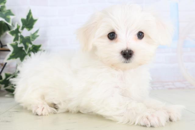 福岡県のマルチーズ (Coo&RIKU筑後店/2025年11月27日生まれ/女の子/ホワイト)の子犬の2枚目の画像