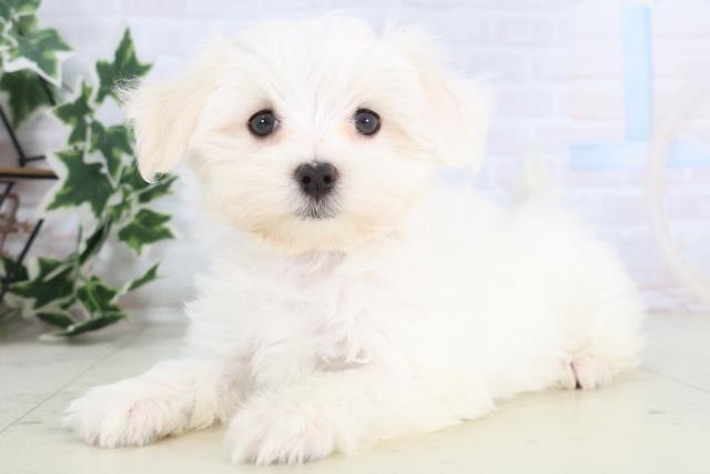 福岡県のマルチーズ (Coo&RIKU筑後店/2025年11月27日生まれ/女の子/ホワイト)の子犬の3枚目の画像