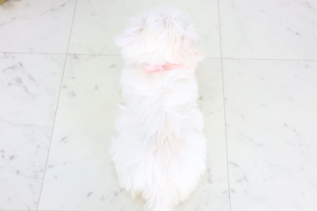 福岡県のマルチーズ (Coo&RIKU筑後店/2025年11月27日生まれ/女の子/ホワイト)の子犬の4枚目の画像