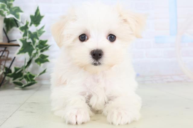 長崎県のマルチーズ (Coo&RIKU長崎浜町店/2025年11月27日生まれ/女の子/ホワイト)の子犬の1枚目の画像