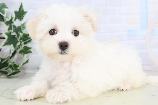 長崎県のマルチーズ (Coo&RIKU長崎浜町店/2025年11月27日生まれ/女の子/ホワイト)の子犬の3枚目の画像