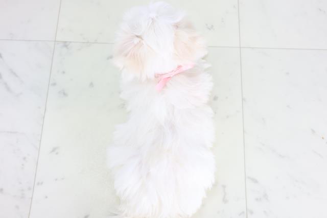 長崎県のマルチーズ (Coo&RIKU長崎浜町店/2025年11月27日生まれ/女の子/ホワイト)の子犬の4枚目の画像