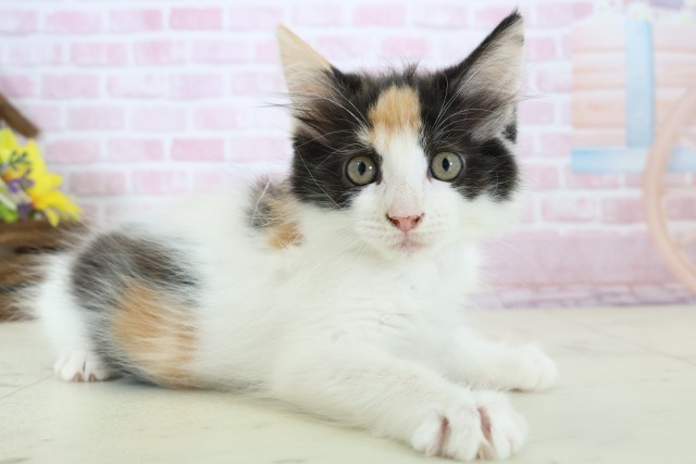 沖縄県のメインクーン (Coo&RIKUイオン北谷店/2025年11月22日生まれ/女の子/キャリコ)の子猫の2枚目の画像