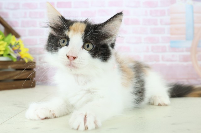 沖縄県のメインクーン (Coo&RIKUイオン北谷店/2025年11月22日生まれ/女の子/キャリコ)の子猫の3枚目の画像