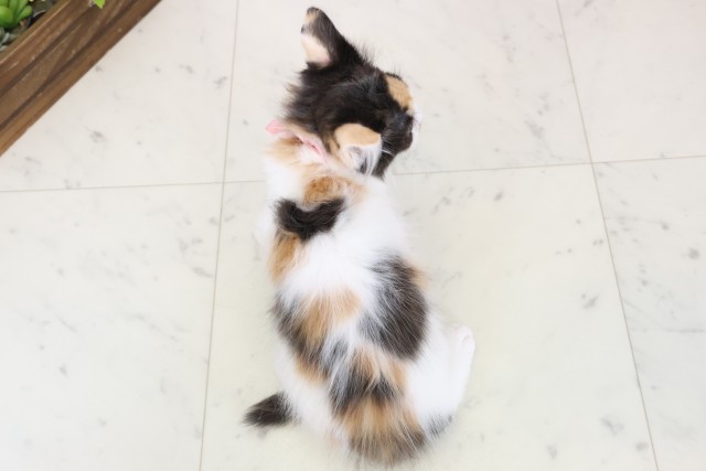 沖縄県のメインクーン (Coo&RIKUイオン北谷店/2025年11月22日生まれ/女の子/キャリコ)の子猫の4枚目の画像