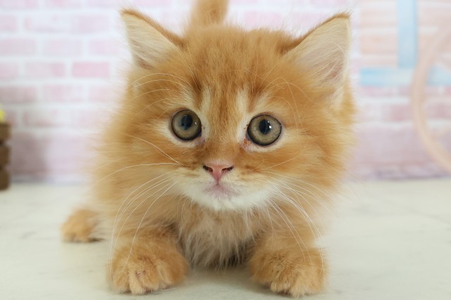 広島県のスコティッシュフォールド (Coo&RIKU広島中央店/2025年11月28日生まれ/男の子/レッドタビー)の子猫の1枚目の画像