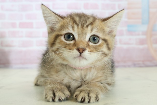 高知県のマンチカン (Coo&RIKU高知御座店/2025年11月29日生まれ/女の子/ブラウンタビー)の子猫