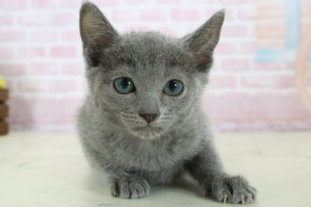 広島県のロシアンブルー (Coo&RIKUゆめタウン大竹店/2025年11月18日生まれ/女の子/ブルー)の子猫