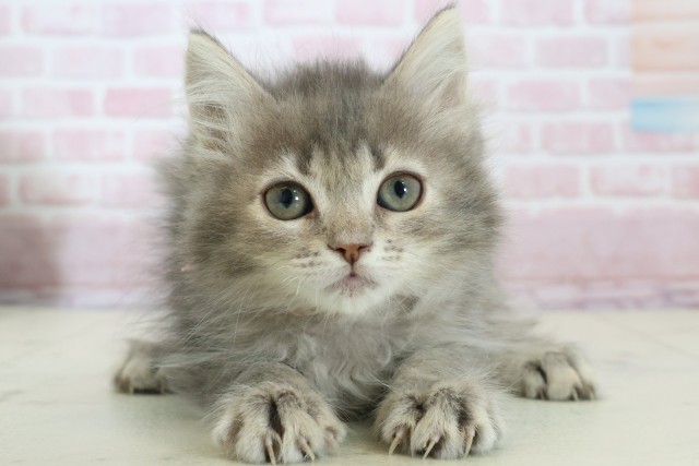 沖縄県のサイベリアン (Coo&RIKUイオン北谷店/2025年11月15日生まれ/女の子/ブルータビー)の子猫の1枚目の画像