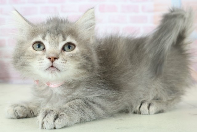 沖縄県のサイベリアン (Coo&RIKUイオン北谷店/2025年11月15日生まれ/女の子/ブルータビー)の子猫の3枚目の画像