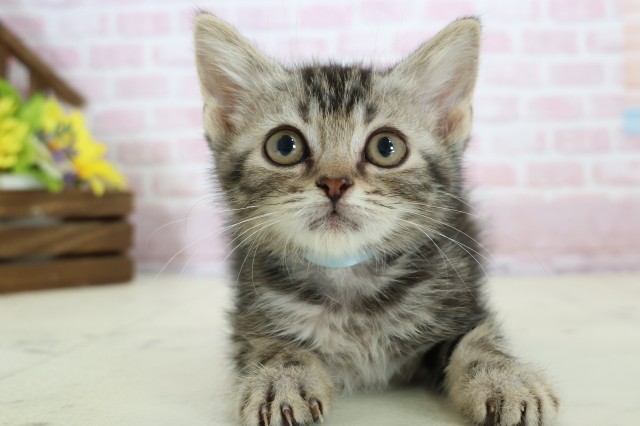 広島県のスコティッシュフォールド (Coo&RIKU広島北店/2025年11月20日生まれ/男の子/シルバータビー)の子猫の1枚目の画像