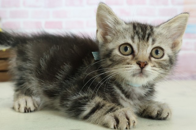 広島県のスコティッシュフォールド (Coo&RIKU広島北店/2025年11月20日生まれ/男の子/シルバータビー)の子猫の2枚目の画像