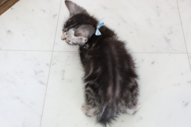 広島県のスコティッシュフォールド (Coo&RIKU広島北店/2025年11月20日生まれ/男の子/シルバータビー)の子猫の4枚目の画像