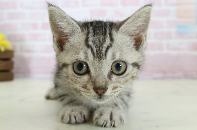 徳島県のマンチカン (Coo&RIKU徳島店/2025年11月20日生まれ/女の子/シルバータビー)の子猫