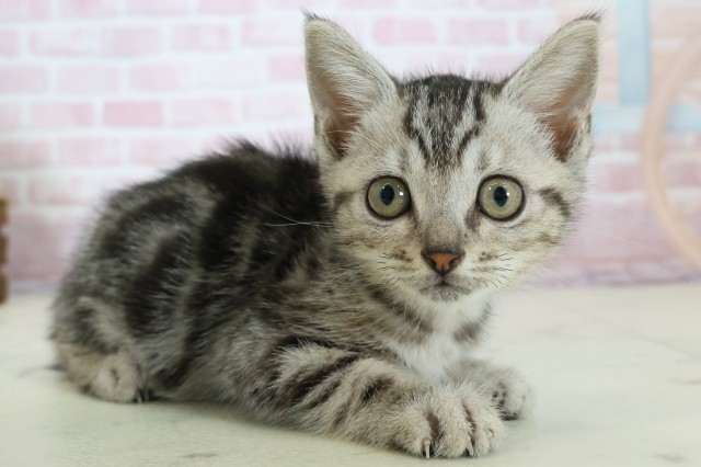 徳島県のマンチカン (Coo&RIKU徳島店/2025年11月20日生まれ/女の子/シルバータビー)の子猫の2枚目の画像