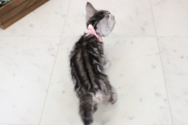 徳島県のマンチカン (Coo&RIKU徳島店/2025年11月20日生まれ/女の子/シルバータビー)の子猫の4枚目の画像