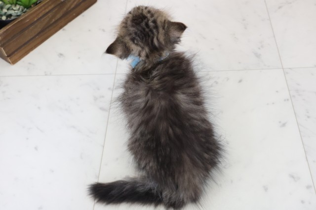 島根県のマンチカン (Coo&RIKU出雲店/2025年11月14日生まれ/男の子/ブラウンタビー)の子猫の4枚目の画像