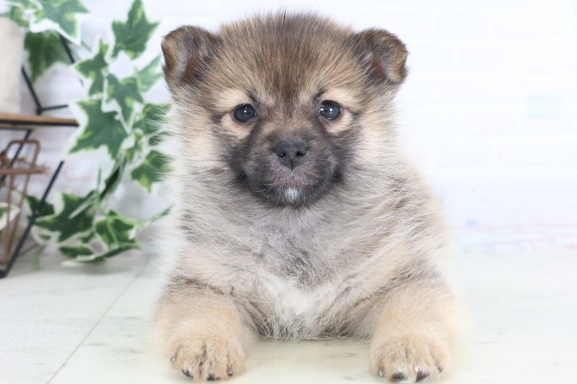 高知県のポメ柴/豆ポメ/ポメ豆柴(ポメラニアン×柴犬) (Coo&RIKU高知御座店/2025年12月4日生まれ/男の子/赤)の子犬