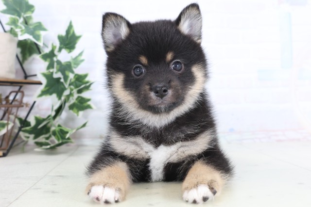 福岡県のポメ柴/豆ポメ/ポメ豆柴(ポメラニアン×柴犬) (Coo&RIKUゆめタウン飯塚店/2025年12月4日生まれ/男の子/黒)の子犬