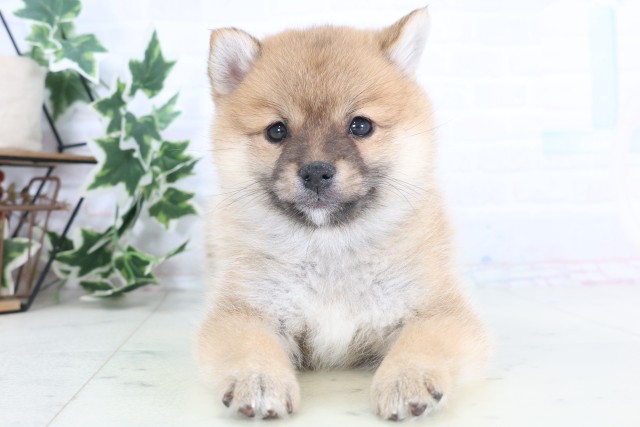 福岡県のポメ柴/豆ポメ/ポメ豆柴(ポメラニアン×柴犬) (Coo&RIKUフォレストシティ春日店/2025年12月4日生まれ/女の子/赤)の子犬