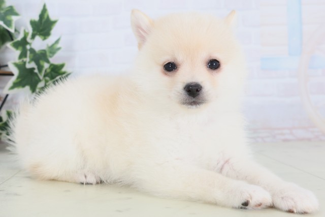 佐賀県のポメ柴/豆ポメ/ポメ豆柴(ポメラニアン×柴犬) (Coo&RIKU佐賀神埼店/2025年12月4日生まれ/女の子/白)の子犬の2枚目の画像