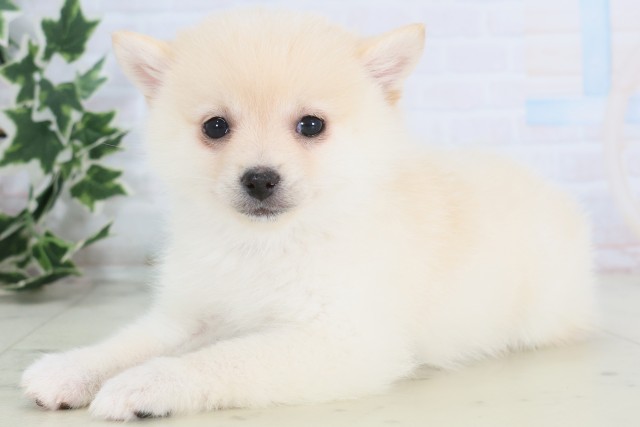 佐賀県のポメ柴/豆ポメ/ポメ豆柴(ポメラニアン×柴犬) (Coo&RIKU佐賀神埼店/2025年12月4日生まれ/女の子/白)の子犬の3枚目の画像