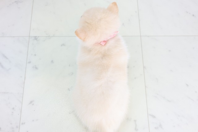 佐賀県のポメ柴/豆ポメ/ポメ豆柴(ポメラニアン×柴犬) (Coo&RIKU佐賀神埼店/2025年12月4日生まれ/女の子/白)の子犬の4枚目の画像