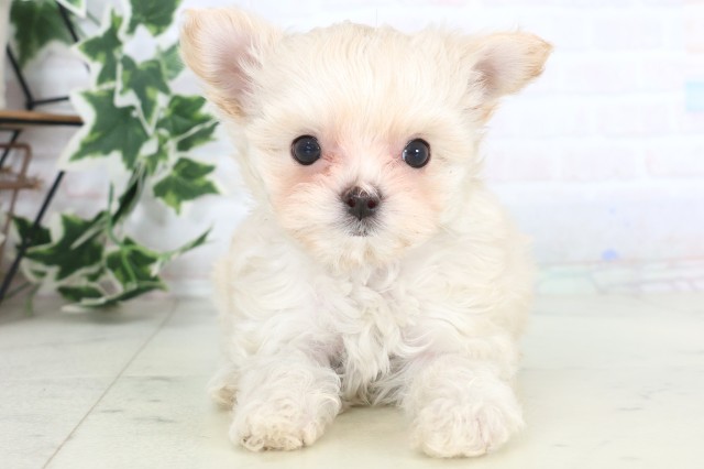 山口県のチワマル/マルチワ(チワワ×マルチーズ) (Coo&RIKUサンパークあじす店/2025年12月3日生まれ/女の子/クリーム)の子犬