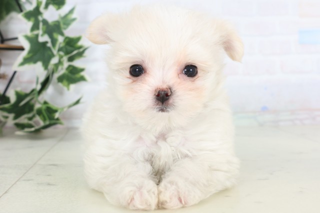 徳島県のチワマル/マルチワ(チワワ×マルチーズ) (Coo&RIKU徳島店/2025年12月3日生まれ/女の子/クリーム)の子犬