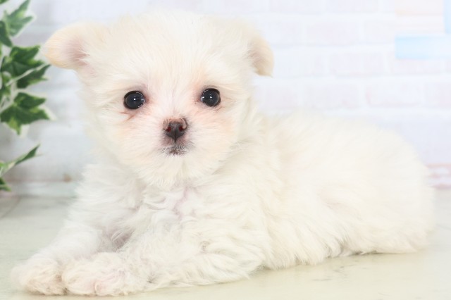 徳島県のチワマル/マルチワ(チワワ×マルチーズ) (Coo&RIKU徳島店/2025年12月3日生まれ/女の子/クリーム)の子犬の3枚目の画像