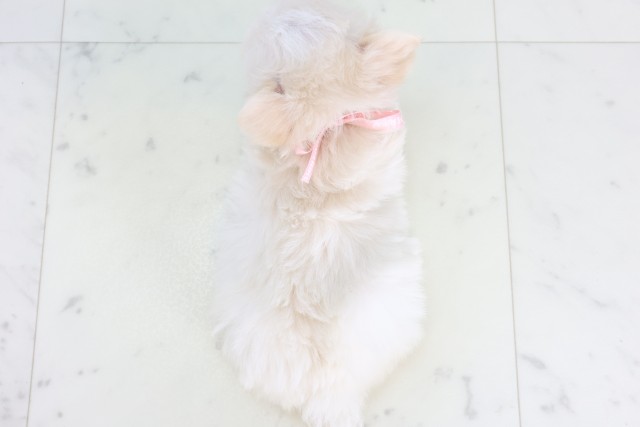 徳島県のチワマル/マルチワ(チワワ×マルチーズ) (Coo&RIKU徳島店/2025年12月3日生まれ/女の子/クリーム)の子犬の4枚目の画像