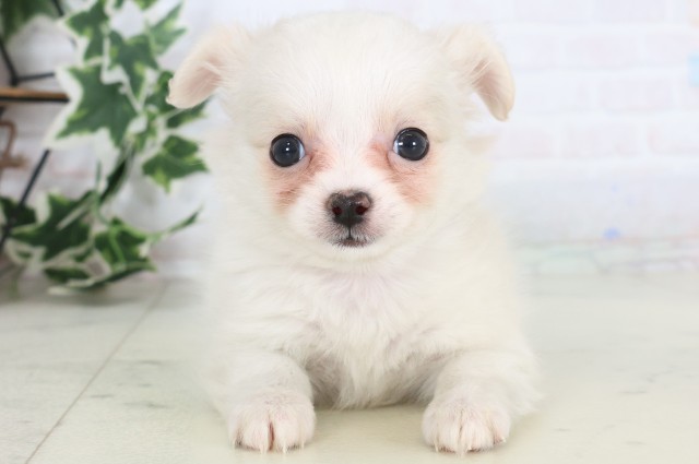 香川県のチワマル/マルチワ(チワワ×マルチーズ) (Coo&RIKU高松上福岡店/2025年12月3日生まれ/女の子/クリーム)の子犬