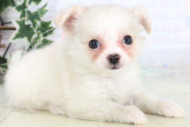 香川県のチワマル/マルチワ(チワワ×マルチーズ) (Coo&RIKU高松上福岡店/2025年12月3日生まれ/女の子/クリーム)の子犬の2枚目の画像