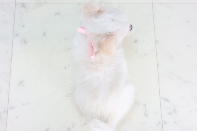 香川県のチワマル/マルチワ(チワワ×マルチーズ) (Coo&RIKU高松上福岡店/2025年12月3日生まれ/女の子/クリーム)の子犬の4枚目の画像