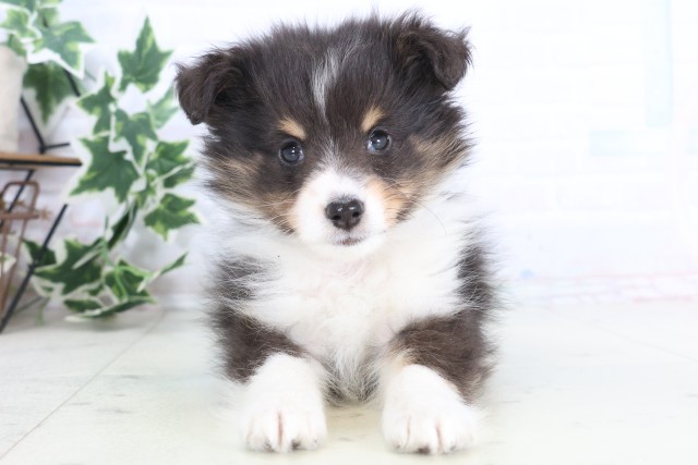 佐賀県のシェットランドシープドッグ (Coo&RIKU佐賀神埼店/2025年12月4日生まれ/男の子/トライカラー)の子犬の1枚目の画像