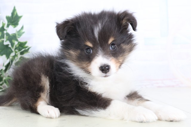 佐賀県のシェットランドシープドッグ (Coo&RIKU佐賀神埼店/2025年12月4日生まれ/男の子/トライカラー)の子犬の2枚目の画像