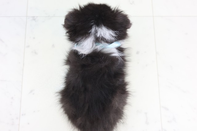 佐賀県のシェットランドシープドッグ (Coo&RIKU佐賀神埼店/2025年12月4日生まれ/男の子/トライカラー)の子犬の4枚目の画像