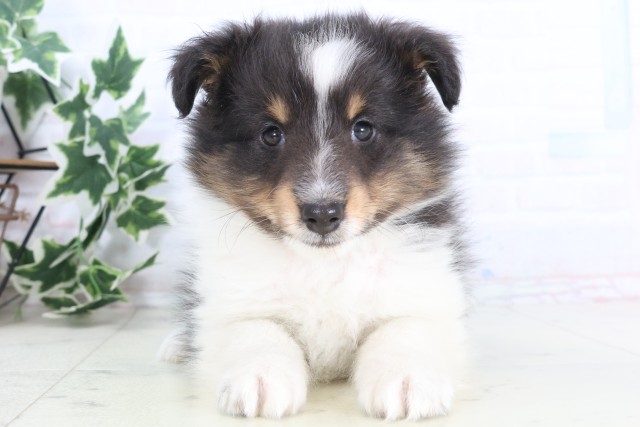 高知県のシェットランドシープドッグ (Coo&RIKU高知御座店/2025年12月4日生まれ/男の子/トライカラー)の子犬の1枚目の画像