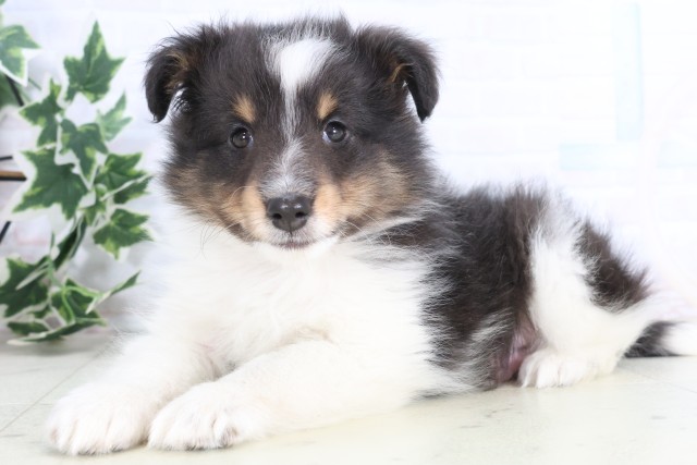 高知県のシェットランドシープドッグ (Coo&RIKU高知御座店/2025年12月4日生まれ/男の子/トライカラー)の子犬の3枚目の画像