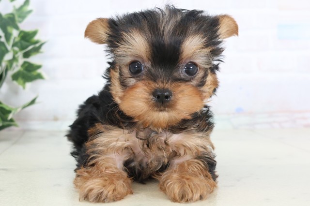 福岡県のヨークシャーテリア (Coo&RIKUフォレストシティ春日店/2025年12月5日生まれ/女の子/スチールブルータン)の子犬の1枚目の画像